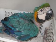 Macaw chick