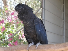 Redtail Black Cockatoos