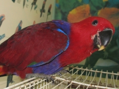 A Eclectus