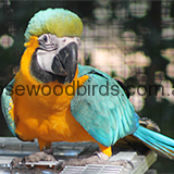 Blue&GoldMacaw