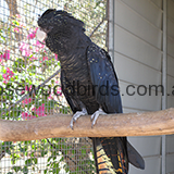 RedtailBlackCockatoos-homepage