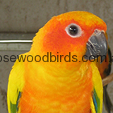 Sun-conures-homepage