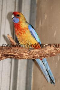 Rosella Adelaide