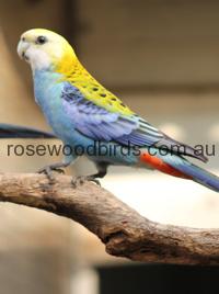 Rosellas Palehead