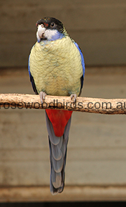 northern-rosella-cat