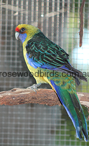 rosellas-green-cat