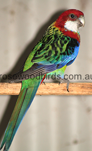 tasmanian-rosella-cat