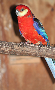 western-rosellas-cat