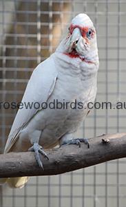 Corella -Eastern LB IMG_2008