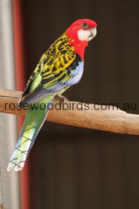 Rosellas Eastern Golden Mantle