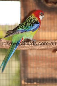 Rosellas Eastern