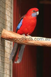 Rosellas Crimson Elegans