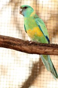 Australian Ringnecks Cloncurry