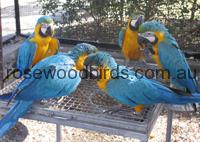 IMG_5514a Juvenile Macaws