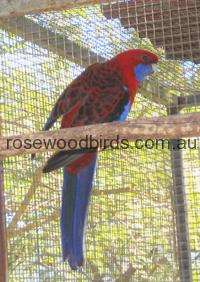 Rosellas Crimson Nigrescen