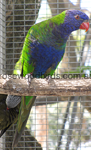 blue-fronted-rainbow-lorikeet-cat