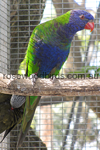 blue-fronted-rainbow-lorikeet