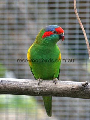 musk-lorikeets