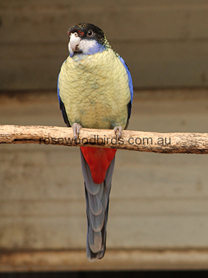 northern-rosellas