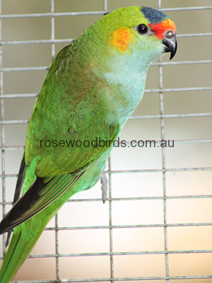 purple-crowned-lorikeet