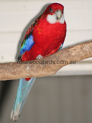 red-rosella