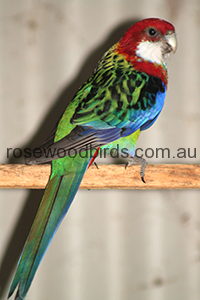 tasmanian-rosella