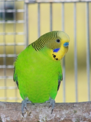 Budgeriah pair IMG_4890