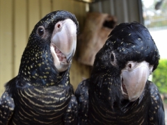 Redtail Black Cockatoos various subspecies