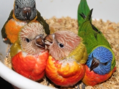 Young Lorikeets