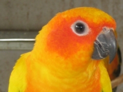 Sun Conures